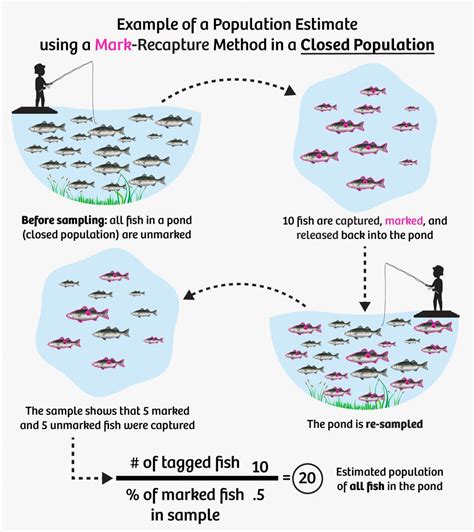 One Fish Two Fish Using Mark Recapture To Estimate Population Size