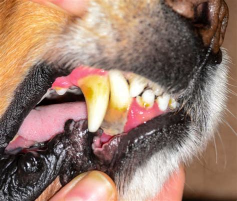 Pictures Of Tooth Abscesses In Dogs With Details From Our Veterinarian