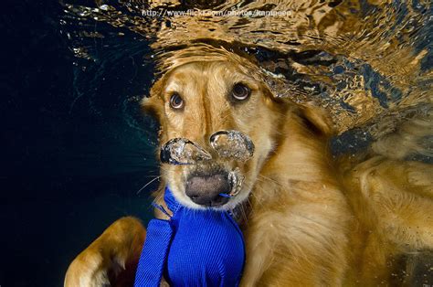 Underwater Photography Dogs