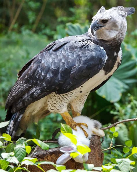 36 Harpy Eagle Facts Worlds Most Powerful Eagle Harpia Harpyja