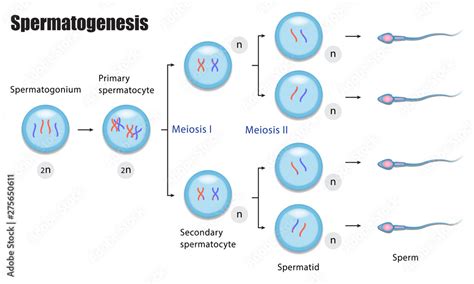 The Different Stages Of Spermatogenesis Diagram During Gametogenesis Stock Vector Adobe Stock