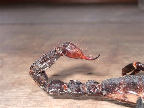 Scorpion Sting Closeup Of An Emperor Scorpion Sting Peter Flickr