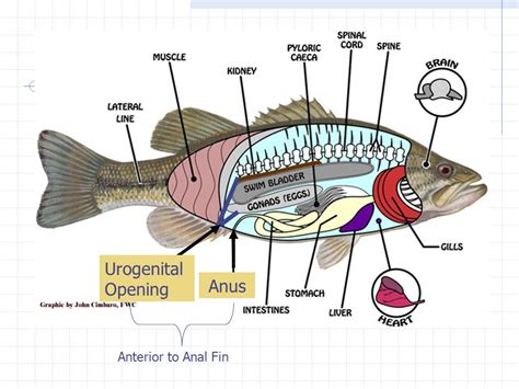 Note The Position Of The Female Fish Vagina Urogential Opening In