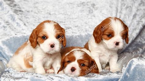 The cavalier king charles spaniel is intelligent, loving, and a popular choice for families. So Cute - Cavalier King Charles Spaniel Puppies - Funny ...