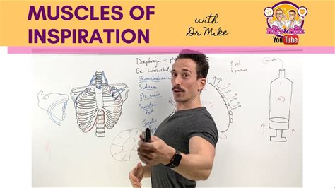 Muscles Of Breathing Inspirationinhalation Youtube