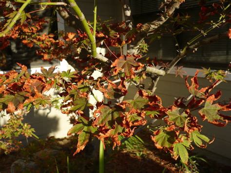 Leaves Of Japanese Maple Turning Brown