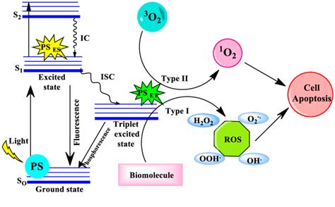 Schematic Representation Of Photodynamic Therapy Mechanism Download