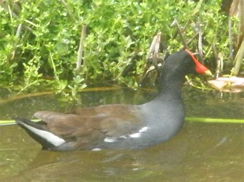 Orange Billed Duck Flickr Photo Sharing