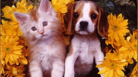 Adorable Kitten And Puppy