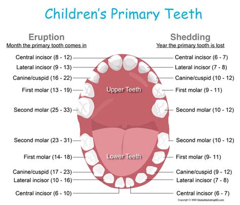When Do Babies Start Teething Treehouse Dental Care