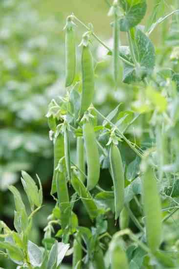 How To Use The Entire Pea Plant Homesteading And Livestock Mother