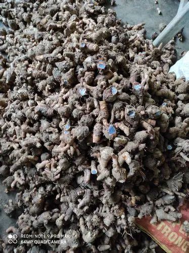 Finger Organic Kali Haldi Black Turmeric Curcuma Caesia For Farming
