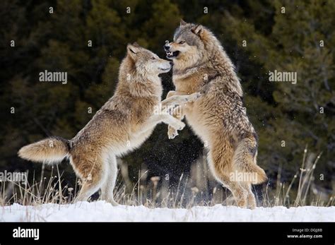 Beta Male Gray Wolf Canis Lupus Grey Wolf Fending Off Alpha Female