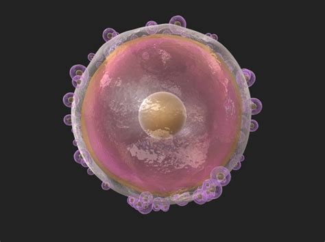3d Human Ovum Cells Turbosquid 1338640