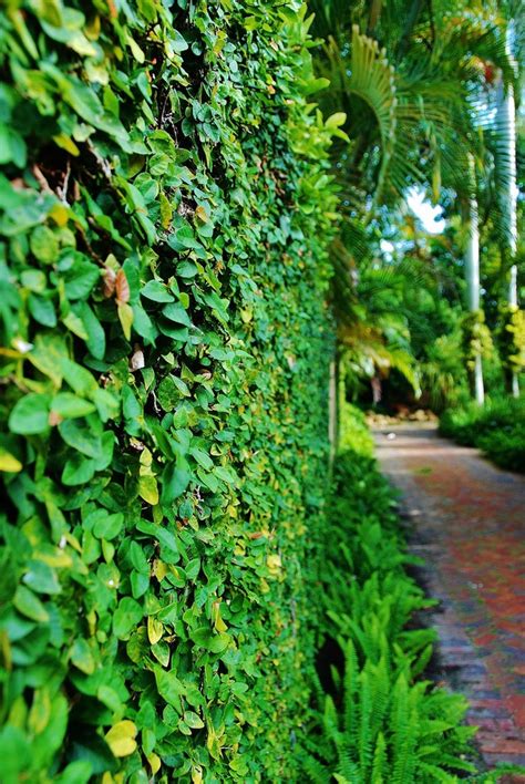 Tropical Landscape Design Tropical Landscape Miami By Knoll
