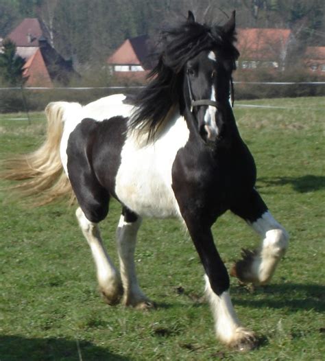 #gypsy vanner #dog riding on the back of a horse. Friesian Colt | Cayenne Friesian Horses for Sale - Gypsy MVP