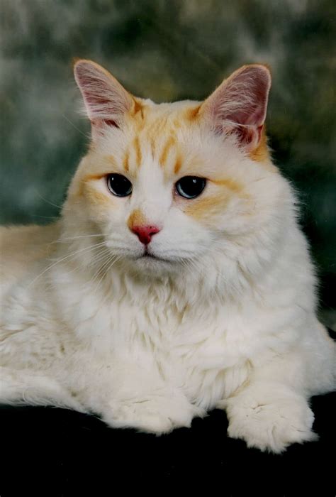 The Cream Point Ragdoll Mitted Colorpoint Bicolor And Lynx