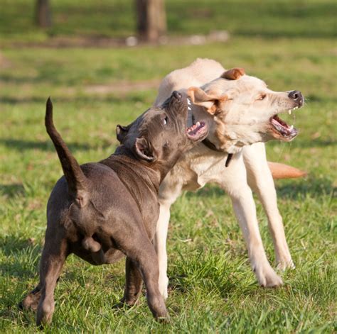How To Stop Dog Fights At Home Australian Dog Lover