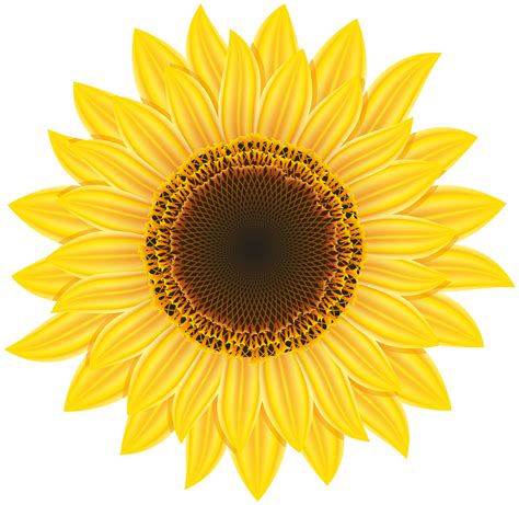 Sunflower PNG Image PurePNG Free Transparent CC0 PNG Image Library