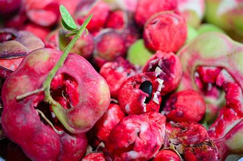 5 Amazing Guamuchil Fruit Health Benefits Guamuchil Fruit Benefits