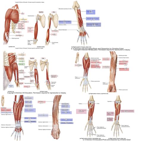 Anatomy Arm Muscles Diagram Quizlet