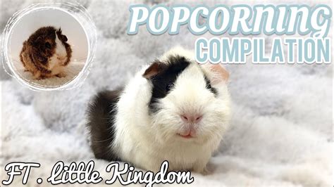 Guinea Pig Popcorning Compilation Ft Little Kingdom Youtube