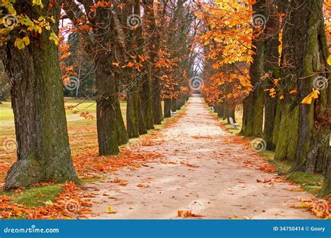 Tree Alley And Path Stock Photo Image Of Bright Brown 34750414