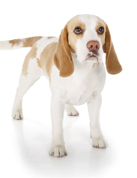 Looking for the perfect name for your new dog? Lemon Beagle Facts | Information about lemon and white Beagles