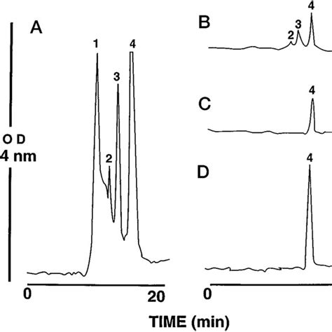Size Exclusion Chromatography Analysis Of Recombinant Ep