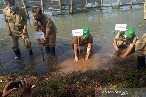 Bantul Tanam Seribu Bibit Mangrove Sambut Hari Keanekaragaman Hayati