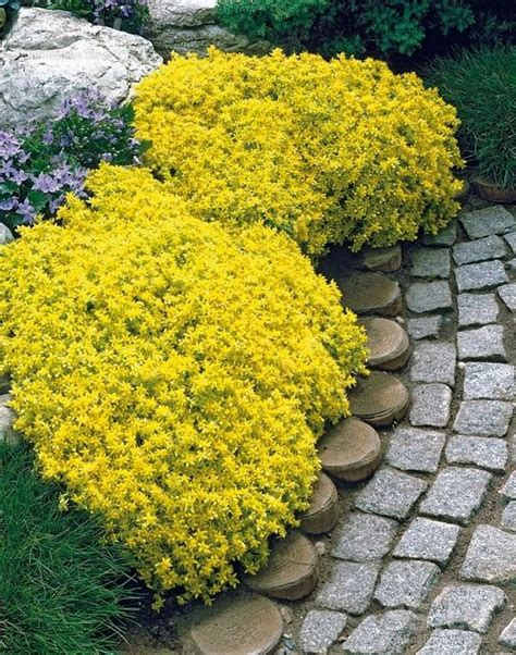 18 Best Flowering Ground Cover Plants Balcony Garden Web