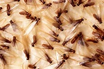 All about termites–and they're mostly beneficial (yes, really!)