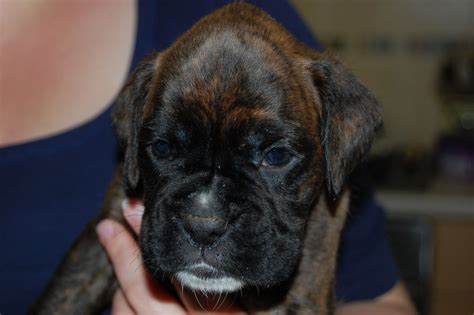 Find boxer puppies for sale and dogs for adoption. 2 Black Masked Dark Brindle Boxer Puppies For Sale | Pontefract, West Yorkshire | Pets4Homes