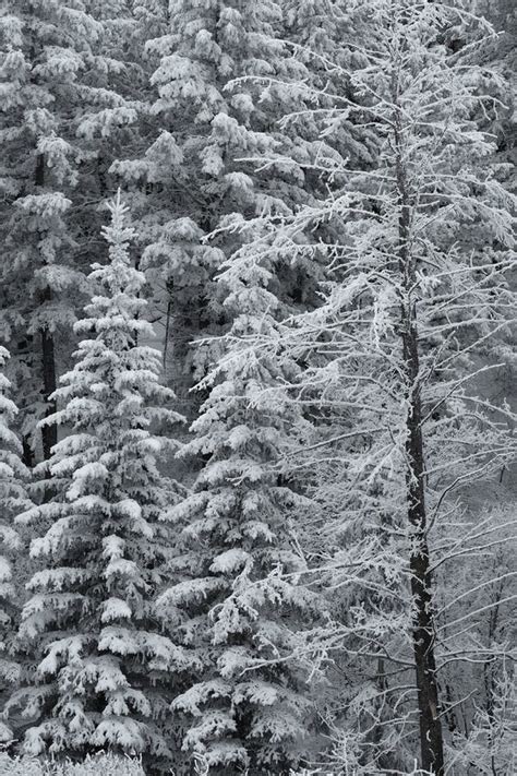 Winter Frost On Pine Trees And Branches With Snow Cold Ice Frosty Stock