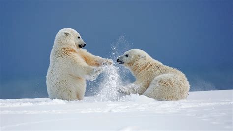Polar Bears Playing In The Snow