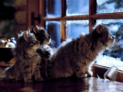 Charming Little Kittens Amo Images Amo Images