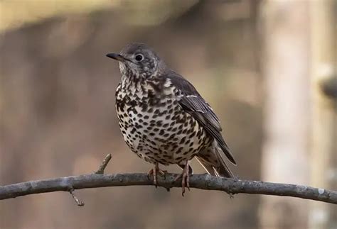 How To Attract Thrushes To Your Garden Ultimate Guide Learn Bird