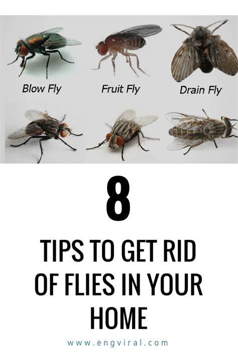 8 Tips To Get Rid Of Flies In Your Home Get Rid Of Flies Home