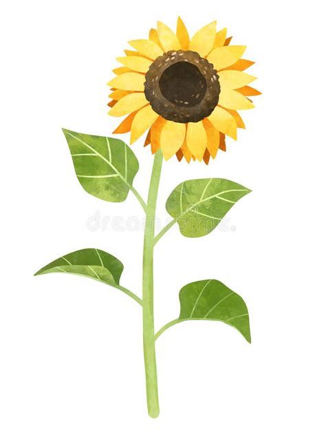 Watercolor Sunflower Clipart Hand Drawn Color Stock