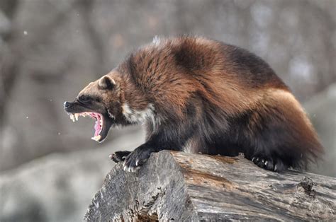 Wolverine Vs Honey Badger Animal Amino🐾 Amino