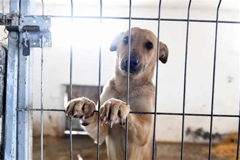 Toby Il Cane Trovato In Gravi Condizioni La Trasformazione Bigodino