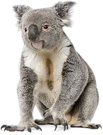 Koala Png Transparent Image Download Size X Px