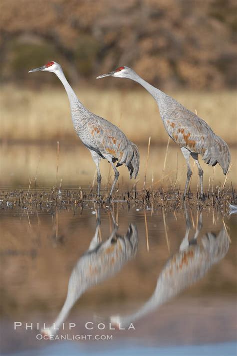 Two Sandhill Cranes Grus Canadensis Bosque Del Apache National Wildlife Refuge Socorro New