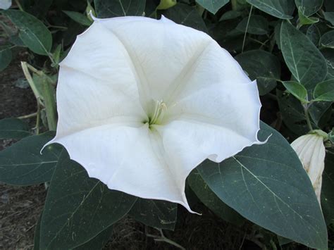 A Large White Flower With Green Leaves Around It