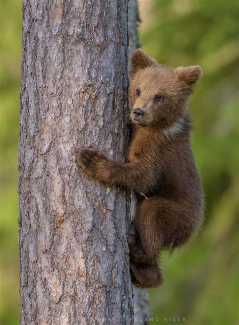 Zu Besuch Bei Den Finnischen Bären Tier Fotos Süßeste Haustiere Tierfotografie