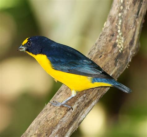 Birds Of The World Yellow Throated Euphonia