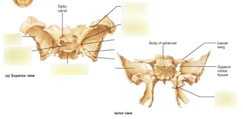 Sphenoid Bone Diagram Quizlet