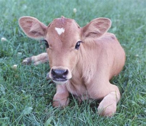 Do Guernsey Or Jersey Cows Produce Better Milk Baby Animals Cute
