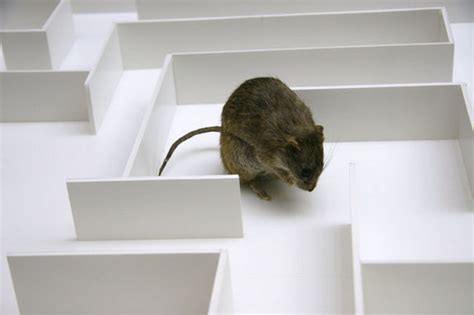 Are Rats Leading The Way Towards Augmented Intelligence