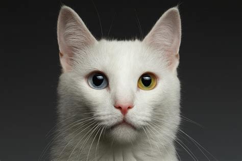 Closeup White Cat With Heterochromia Eyes On Gray Photograph By Sergey